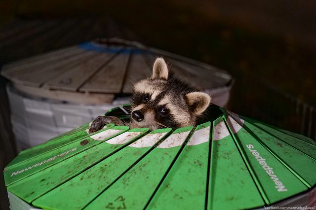 A photo of a raccoon poking it's little raccoon face out of a garbage can
